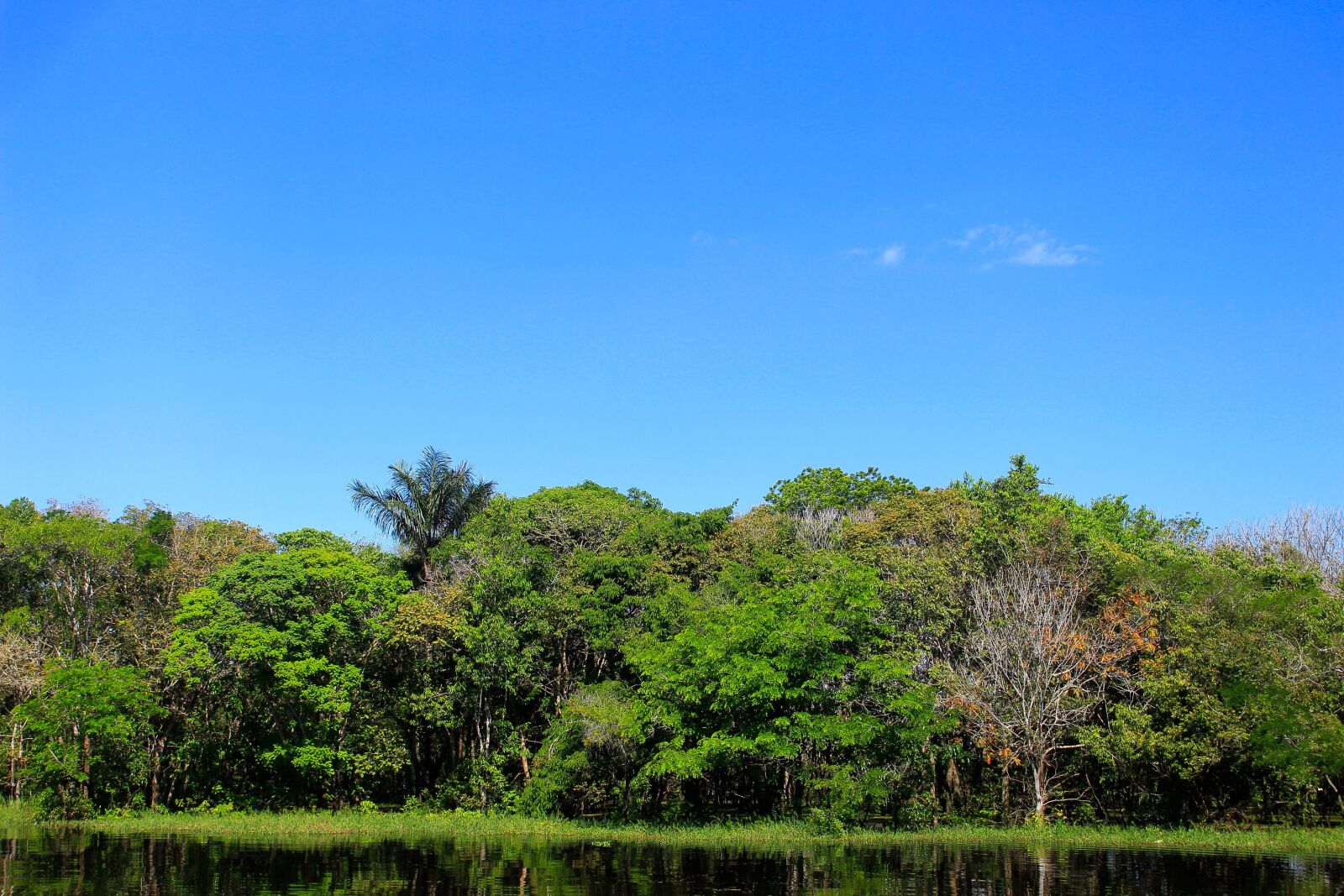 Canon EOS 700D (EOS Rebel T5i / EOS Kiss X7i) sample photo. Nature, tree, blue photography