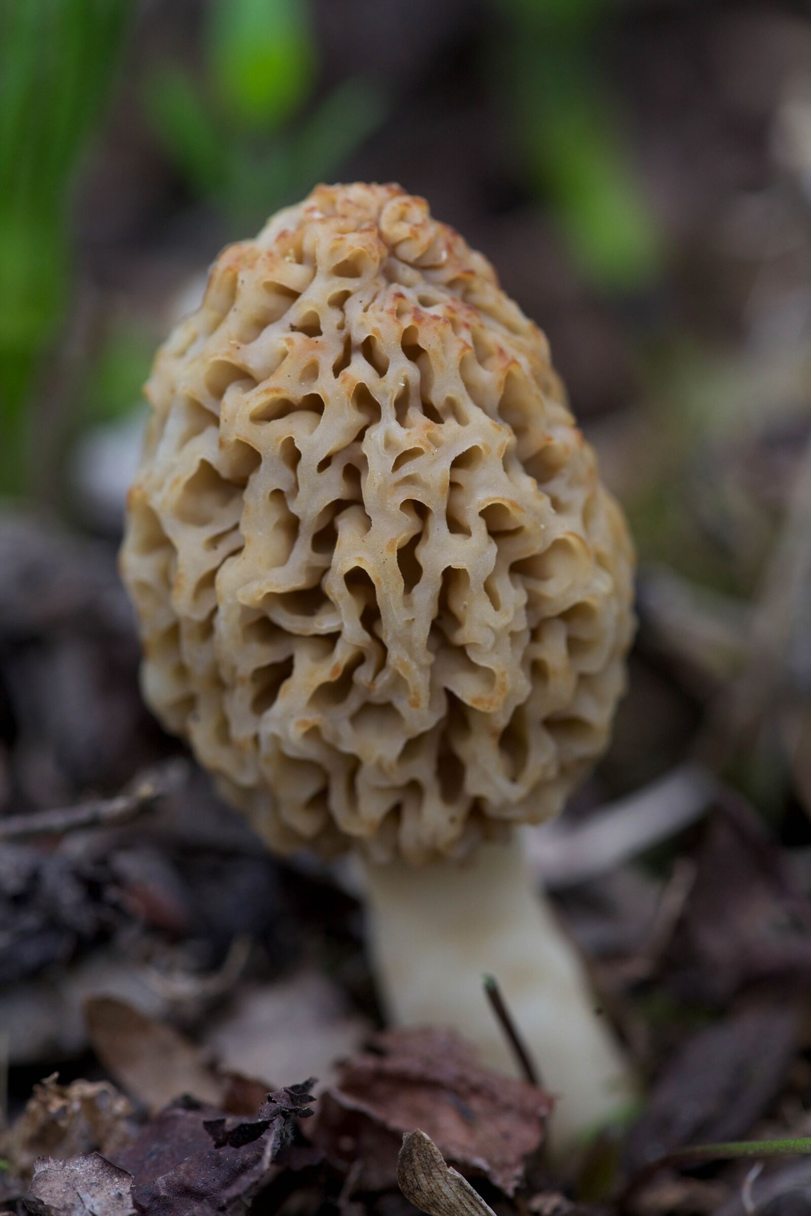 Canon EOS 5D Mark II sample photo. Plant, leaves, morel, mushroom photography