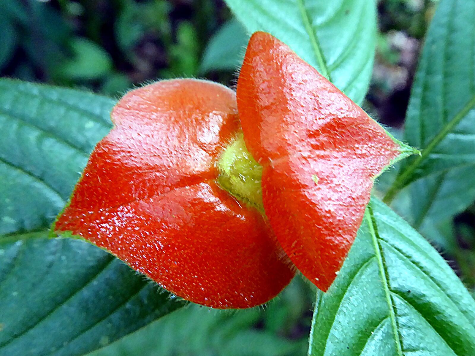 Panasonic Lumix DMC-ZS50 (Lumix DMC-TZ70) sample photo. Flower, psychotria, red lips photography