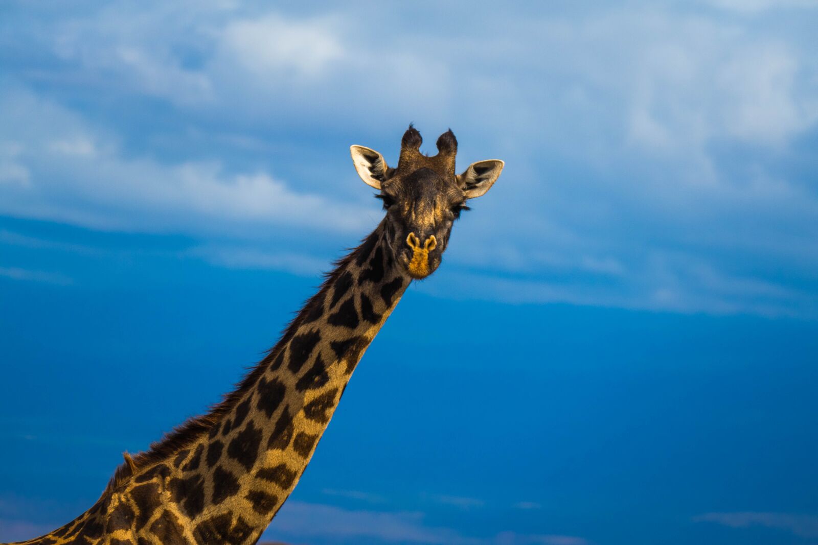 Leica V-Lux (Typ 114) sample photo. Africa, safari, wilderness photography