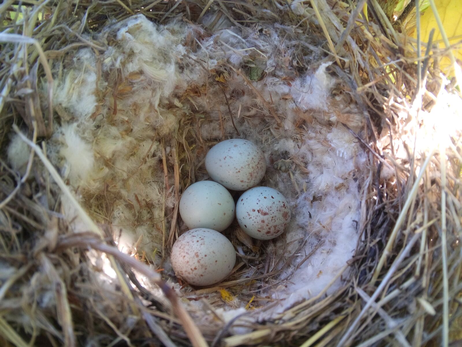 LG LBello sample photo. Nest, eggs, linnet photography