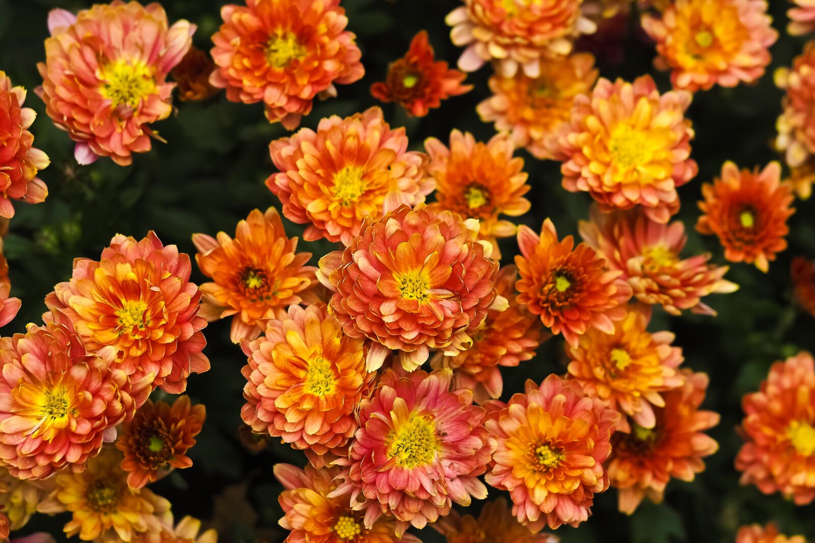Olympus OM-D E-M10 sample photo. Chrysanthemum, flower, blossom photography