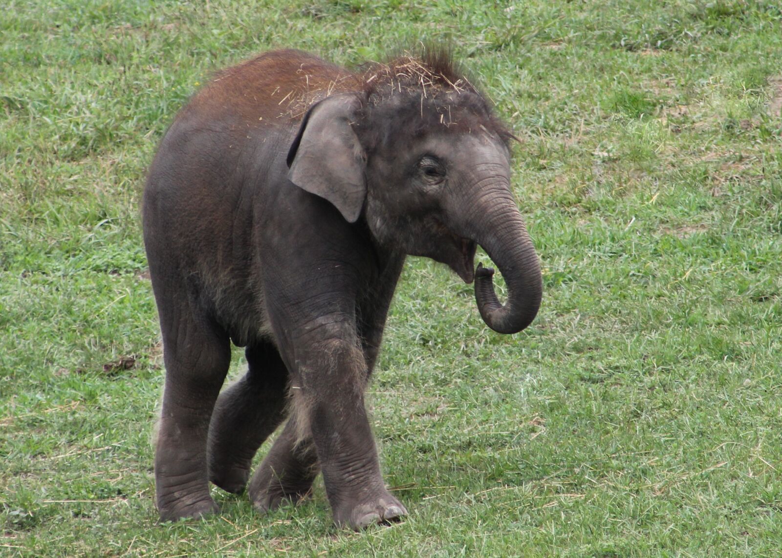 Canon EF 75-300mm f/4-5.6 sample photo. Baby, elephant, zoo photography