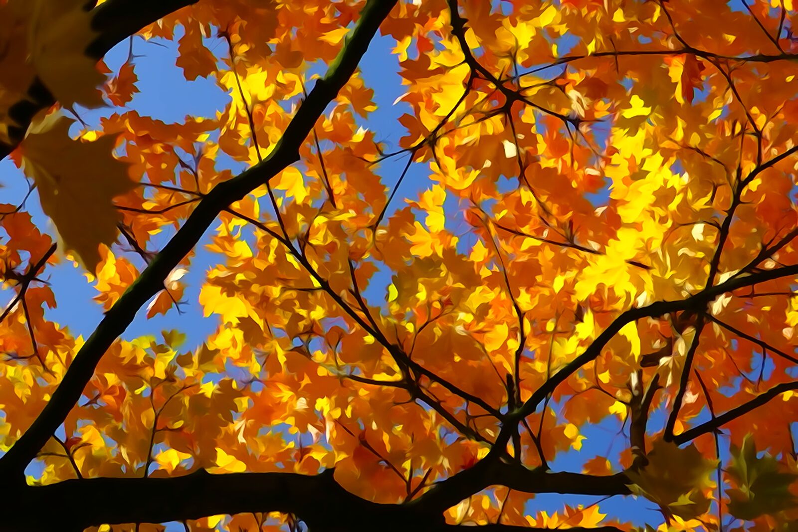 Sony Cyber-shot DSC-HX400V sample photo. Fall foliage, gold orange photography