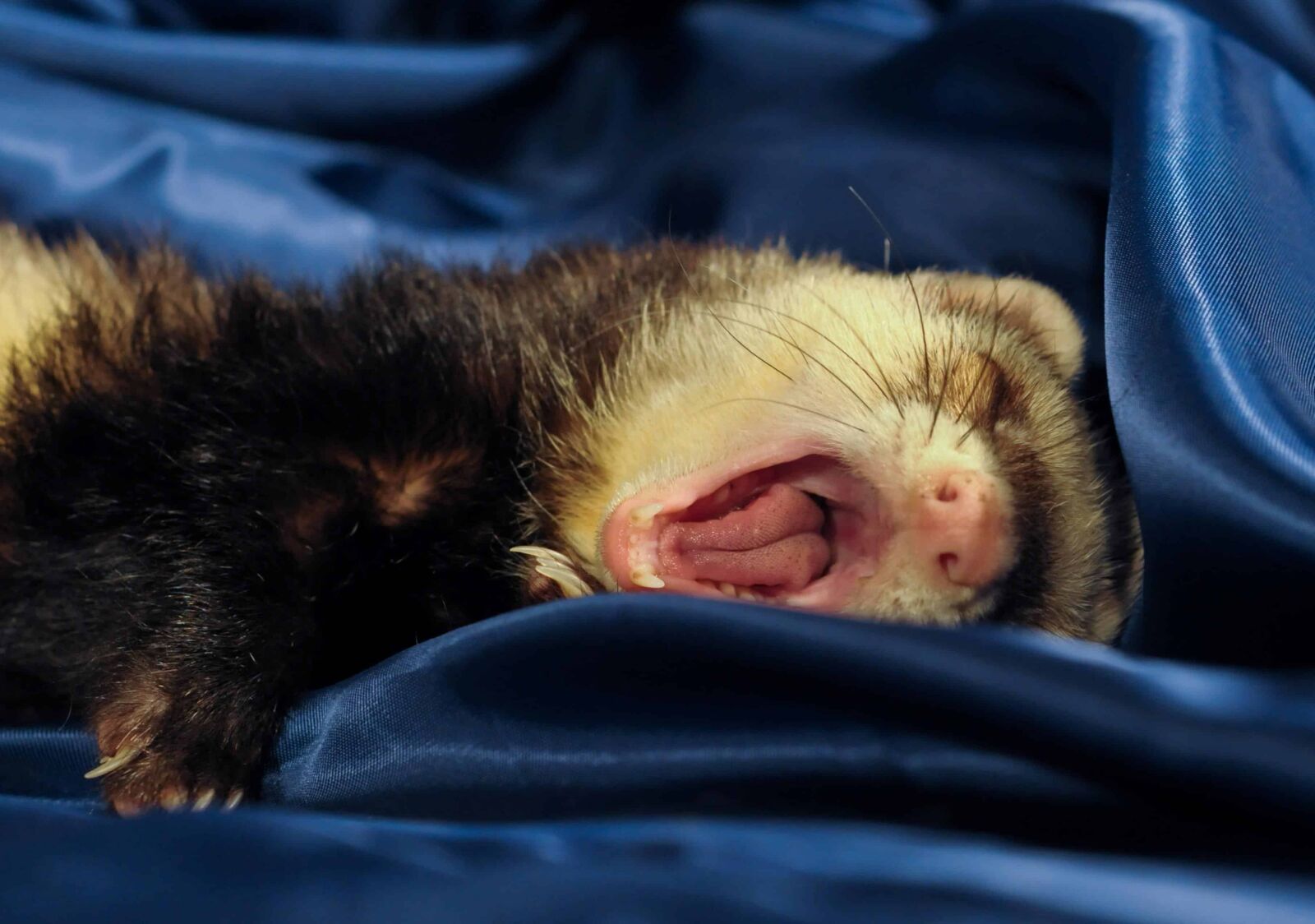 Nikon D300 sample photo. Weasel, fur, animal, mammal photography