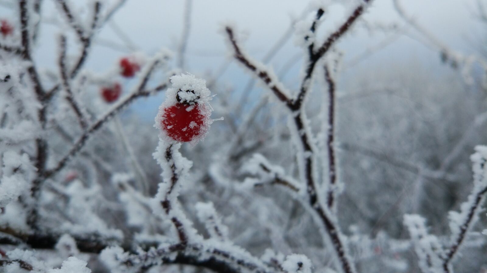 Xiaomi MI 5 sample photo. Leann, winter, snow photography