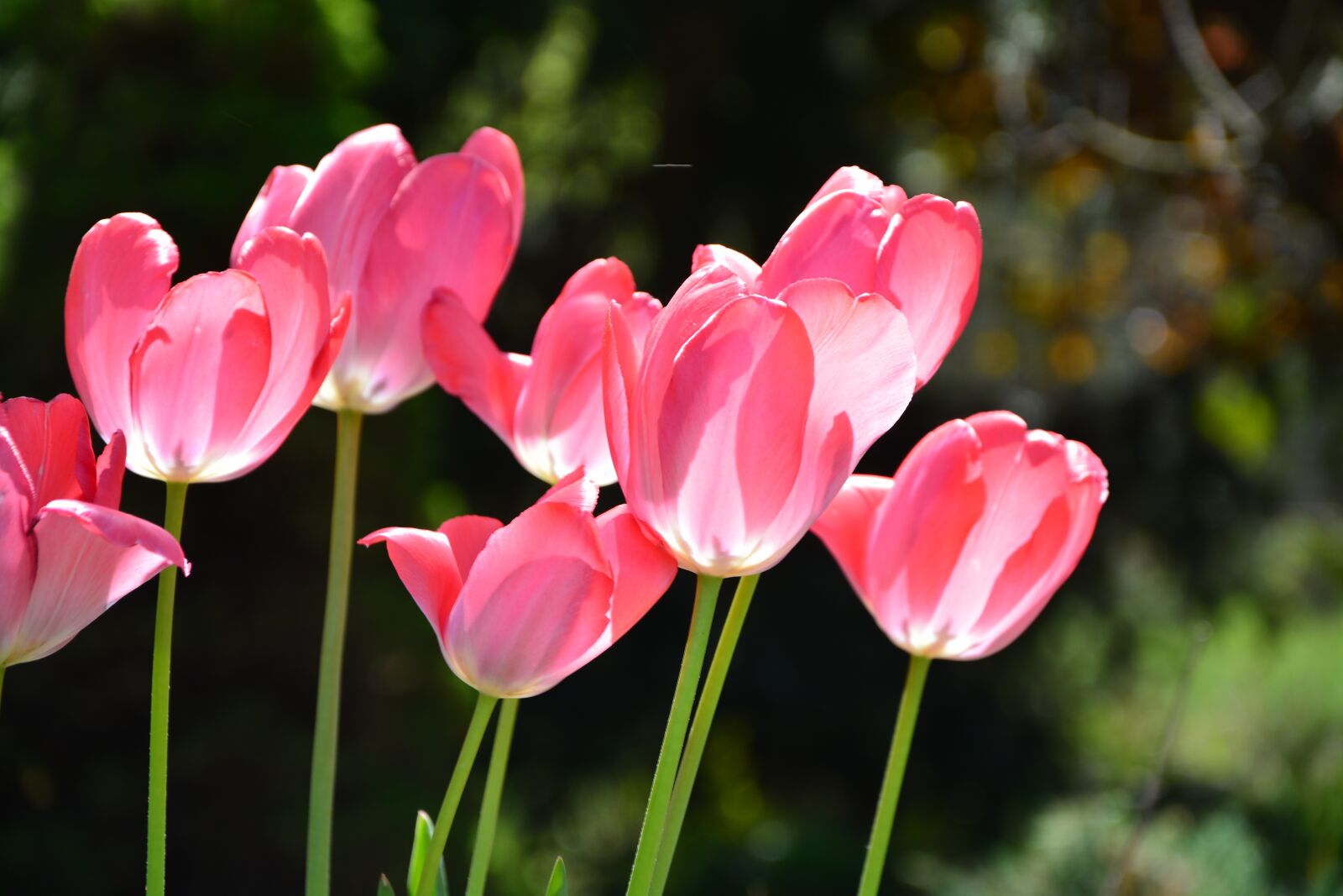 Nikon D5200 sample photo. Tulip, garden, flowers photography