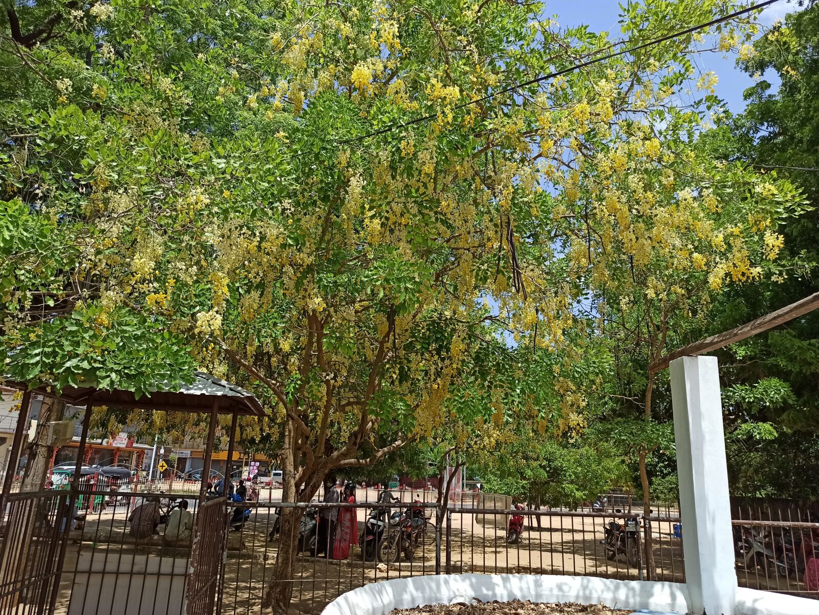 Xiaomi Redmi Note 8 Pro sample photo. Nallur, flower tree, yellow photography
