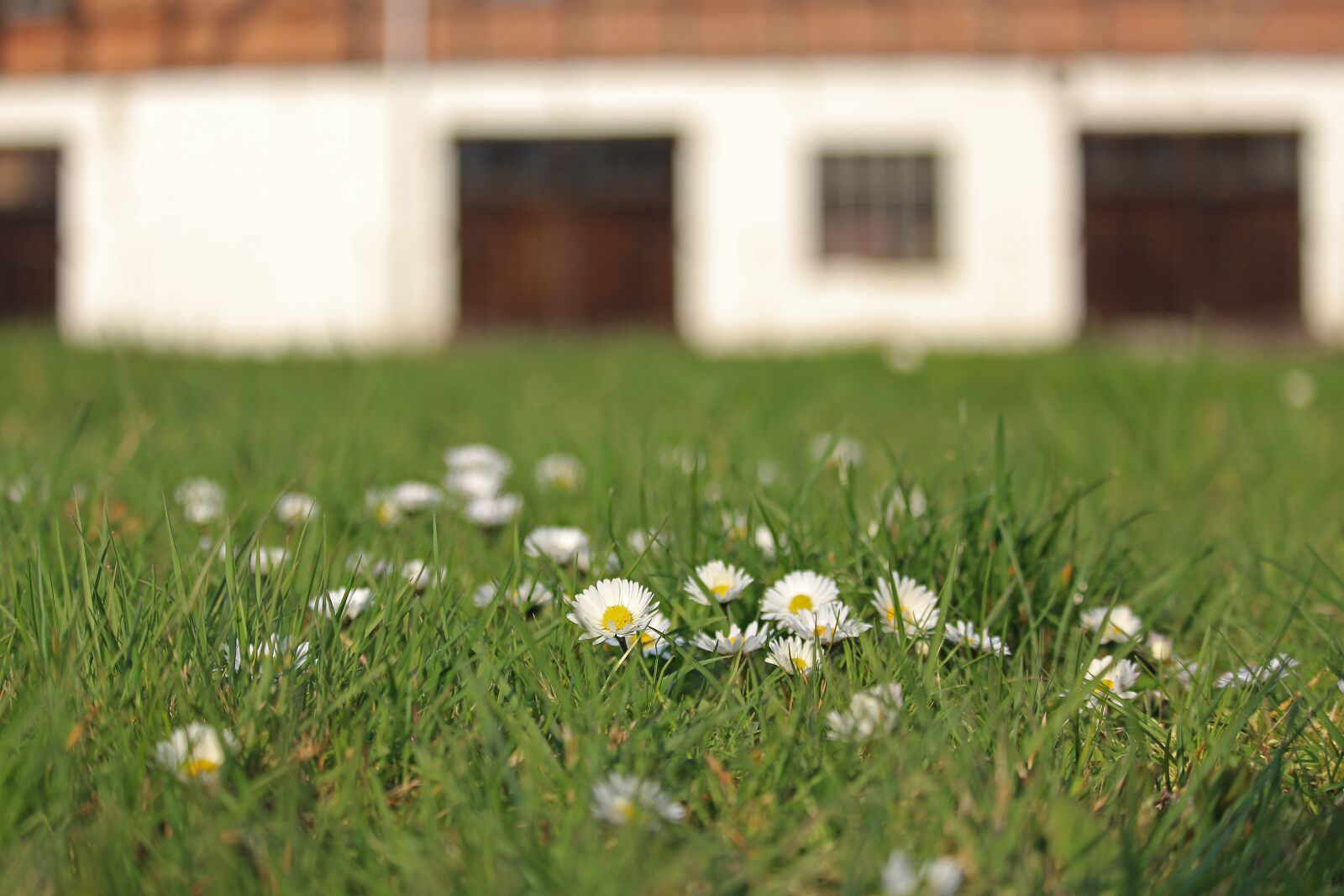 Canon EF-S 55-250mm F4-5.6 IS STM sample photo. Spring meadow, fachwerkhaus, farm photography