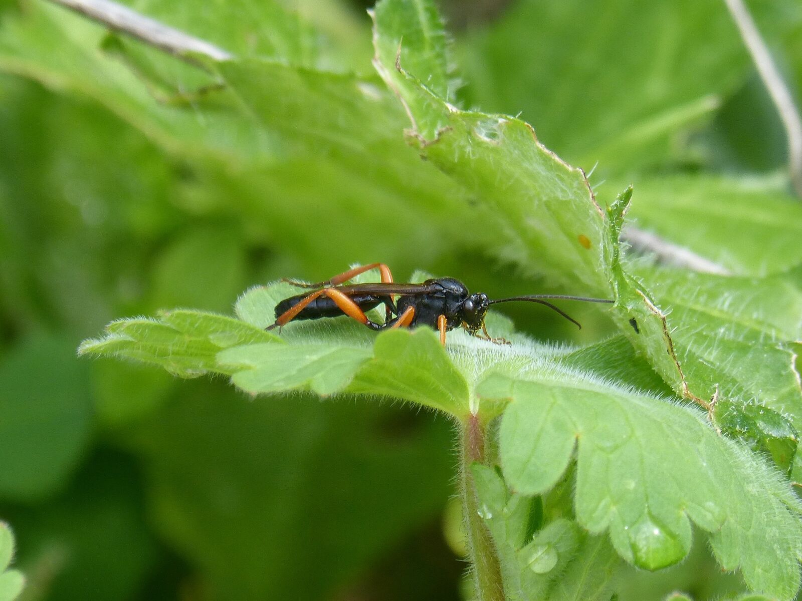Panasonic DMC-FZ62 sample photo. Ichneumonoidea, wasp, parasite photography