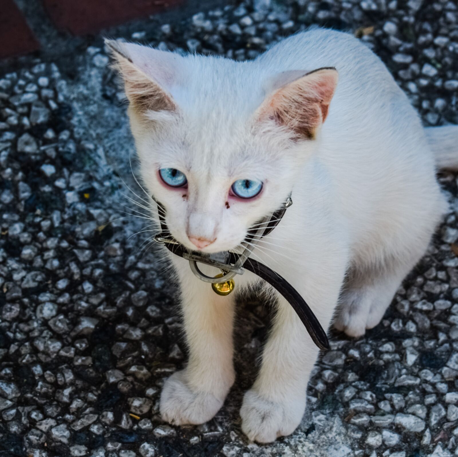 Nikon D3300 sample photo. Cat, cute, animal photography
