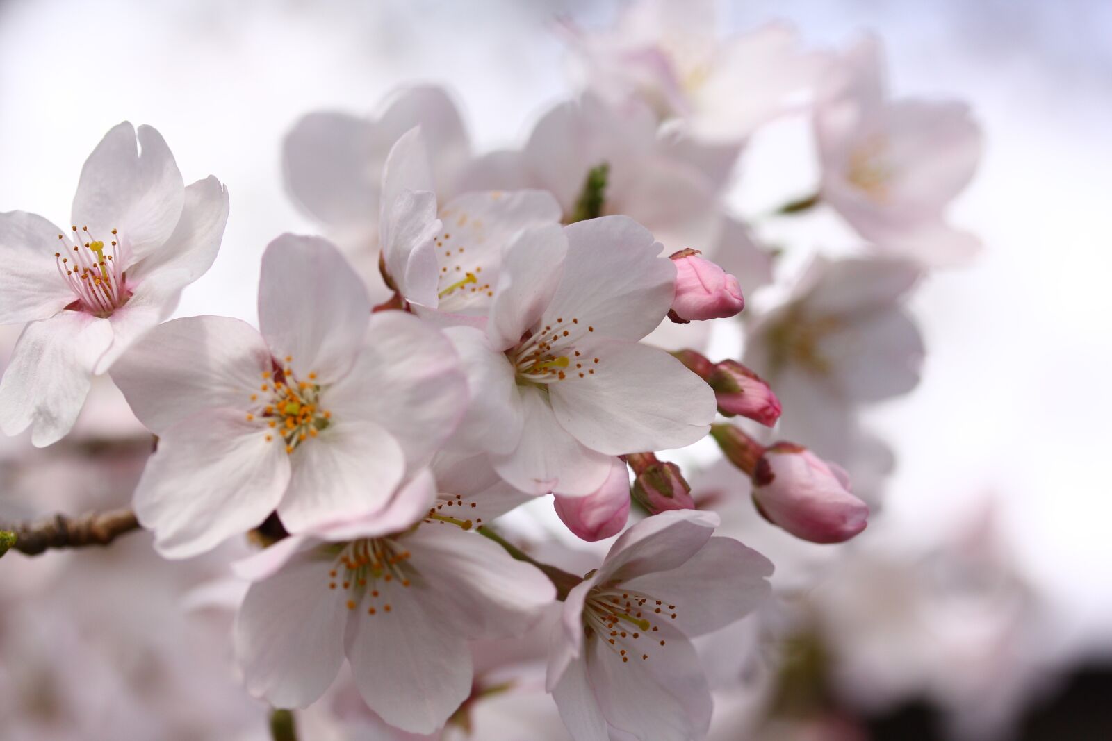 Canon EF-S 60mm F2.8 Macro USM sample photo. Sakura, japan, spring photography