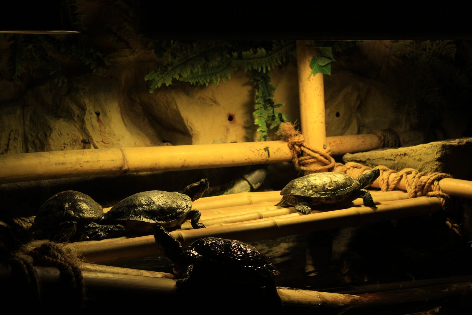 Canon EOS 650D (EOS Rebel T4i / EOS Kiss X6i) sample photo. Sea, wildlife, tropical photography