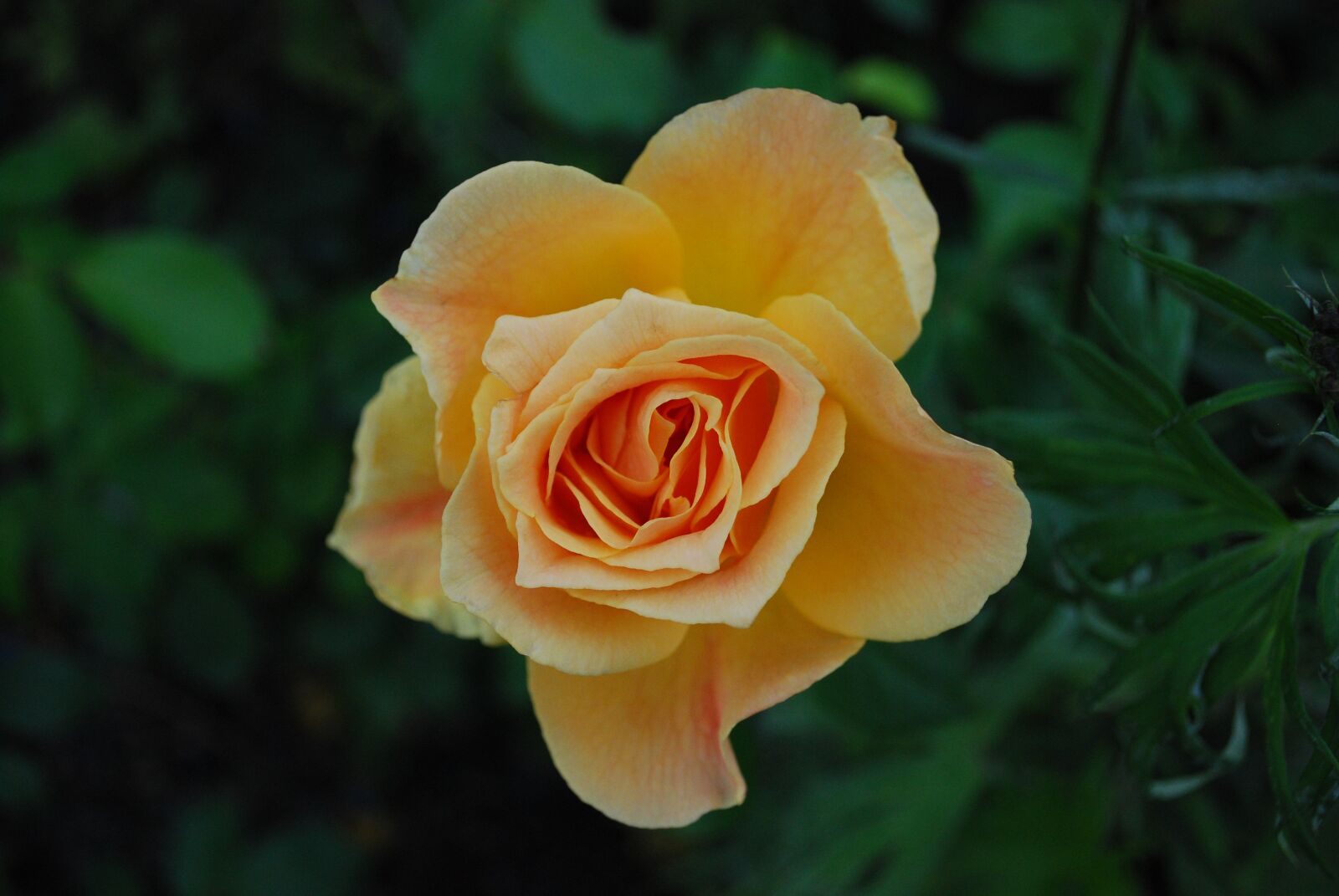 Nikon D60 sample photo. Nature, rose, flowers photography