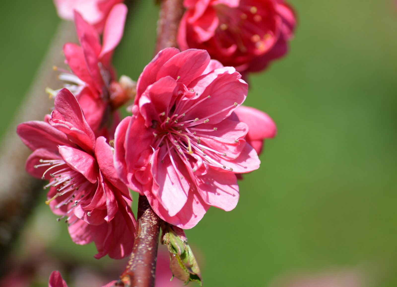 Nikon D3200 sample photo. Peach blossom, spring, nature photography