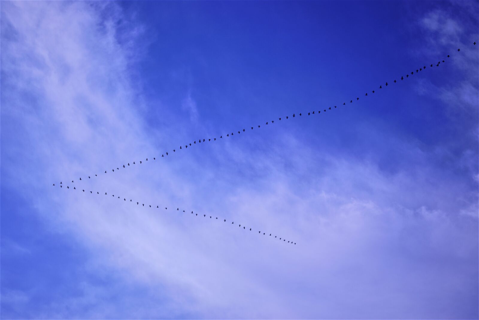 Nikon D5300 sample photo. Birds in the blue photography