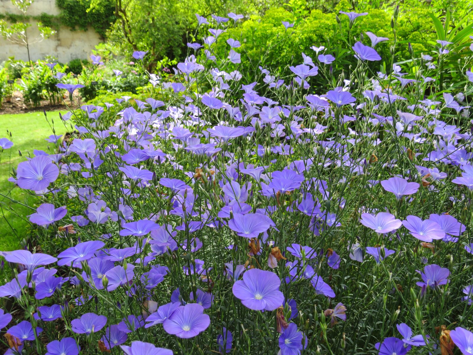 Canon PowerShot SX540 HS sample photo. Blue, flowers, garden photography