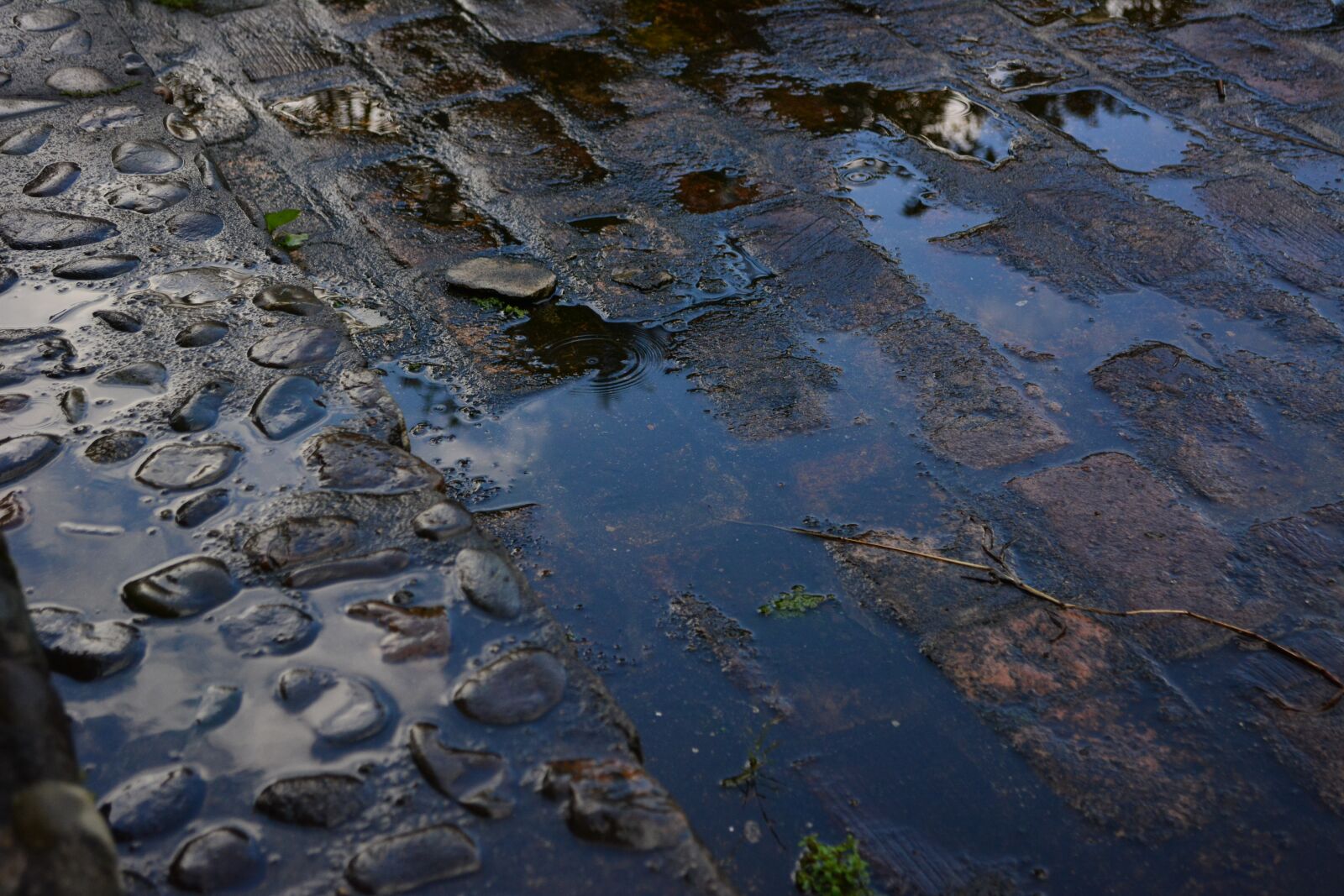 Nikon D5200 sample photo. Rain, puddle, brick photography