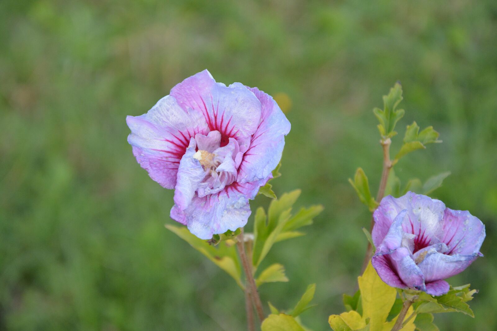 Nikon D5200 sample photo. Flower flowers hibiscus, color photography