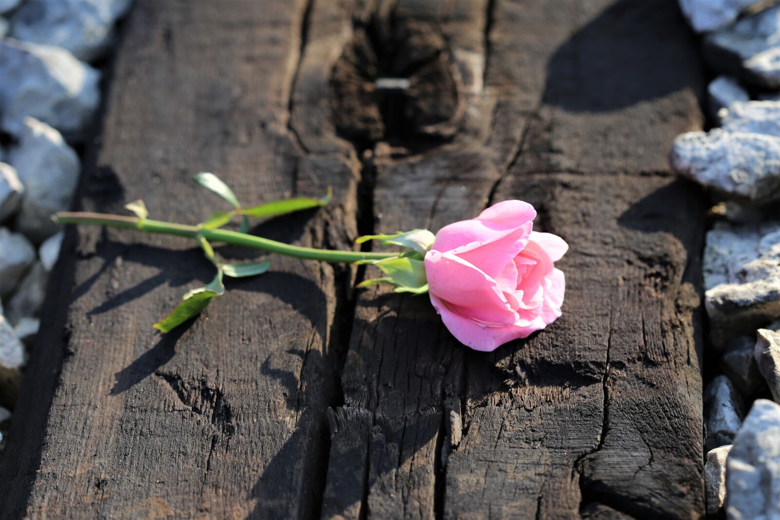 Canon EOS 6D + Canon EF 100mm F2.8 Macro USM sample photo. Pink rose on railway photography