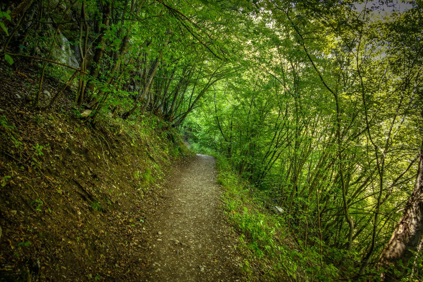 Canon EF-S 17-85mm F4-5.6 IS USM sample photo. Nature, forest, path photography