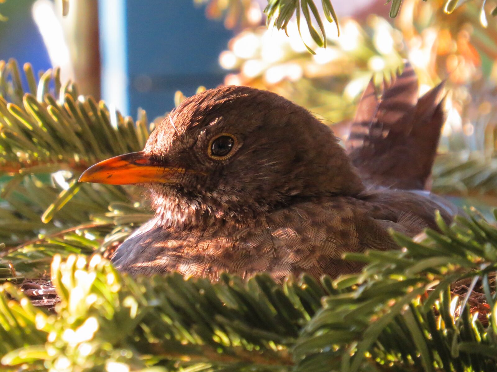 Canon PowerShot SX50 HS sample photo. Bird, nature, animal photography