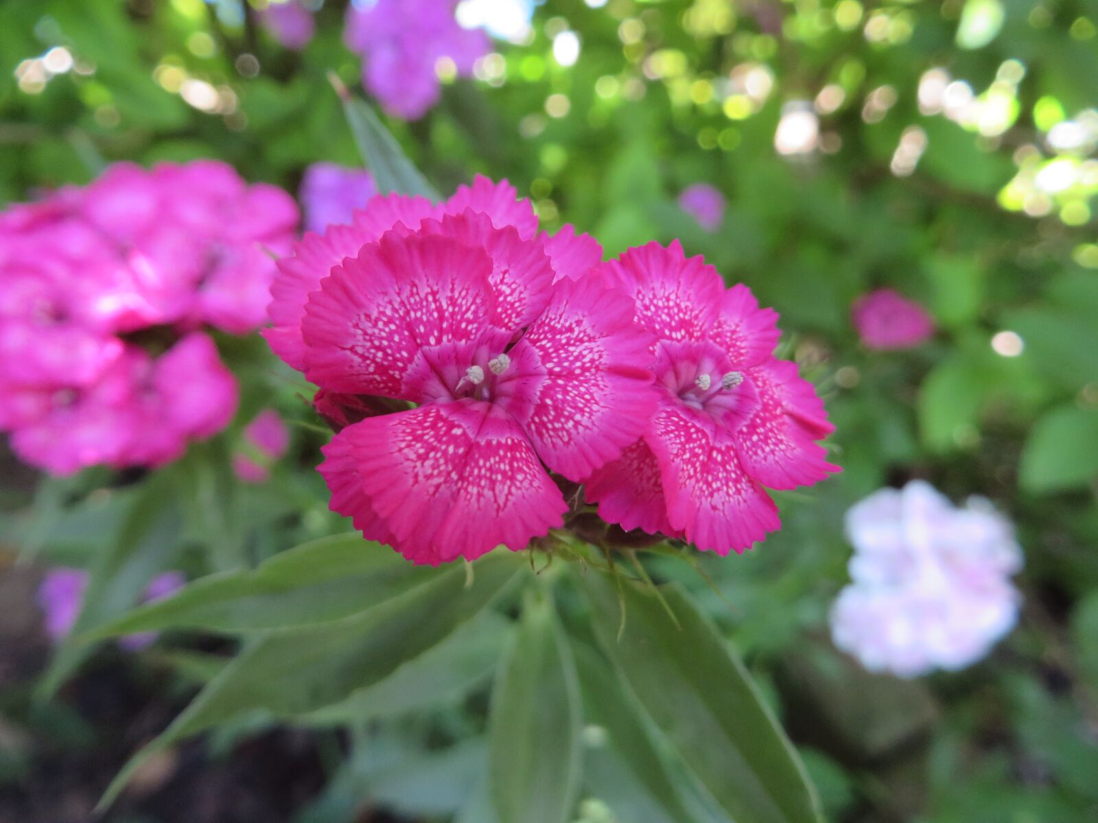 Canon PowerShot SX270 HS sample photo. Flower, nature, plant photography