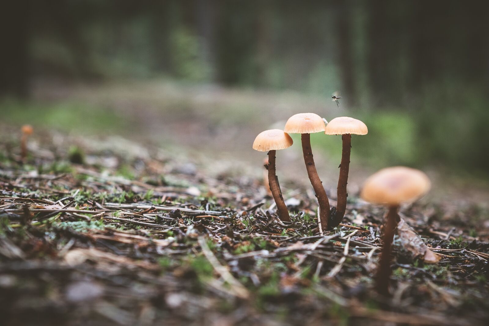 Canon EOS 5D Mark II + Canon EF 24-70mm F2.8L USM sample photo. Mushroom, forest, nature photography