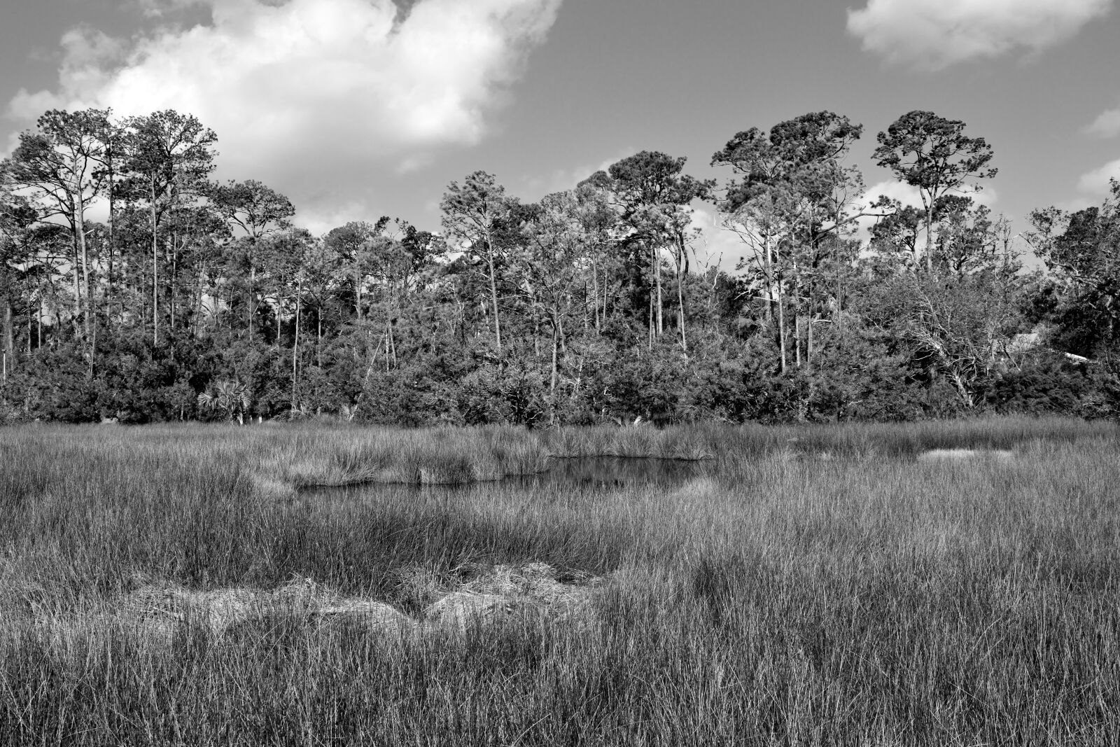 Nikon D3300 sample photo. Florida marshland, wetland, swamp photography