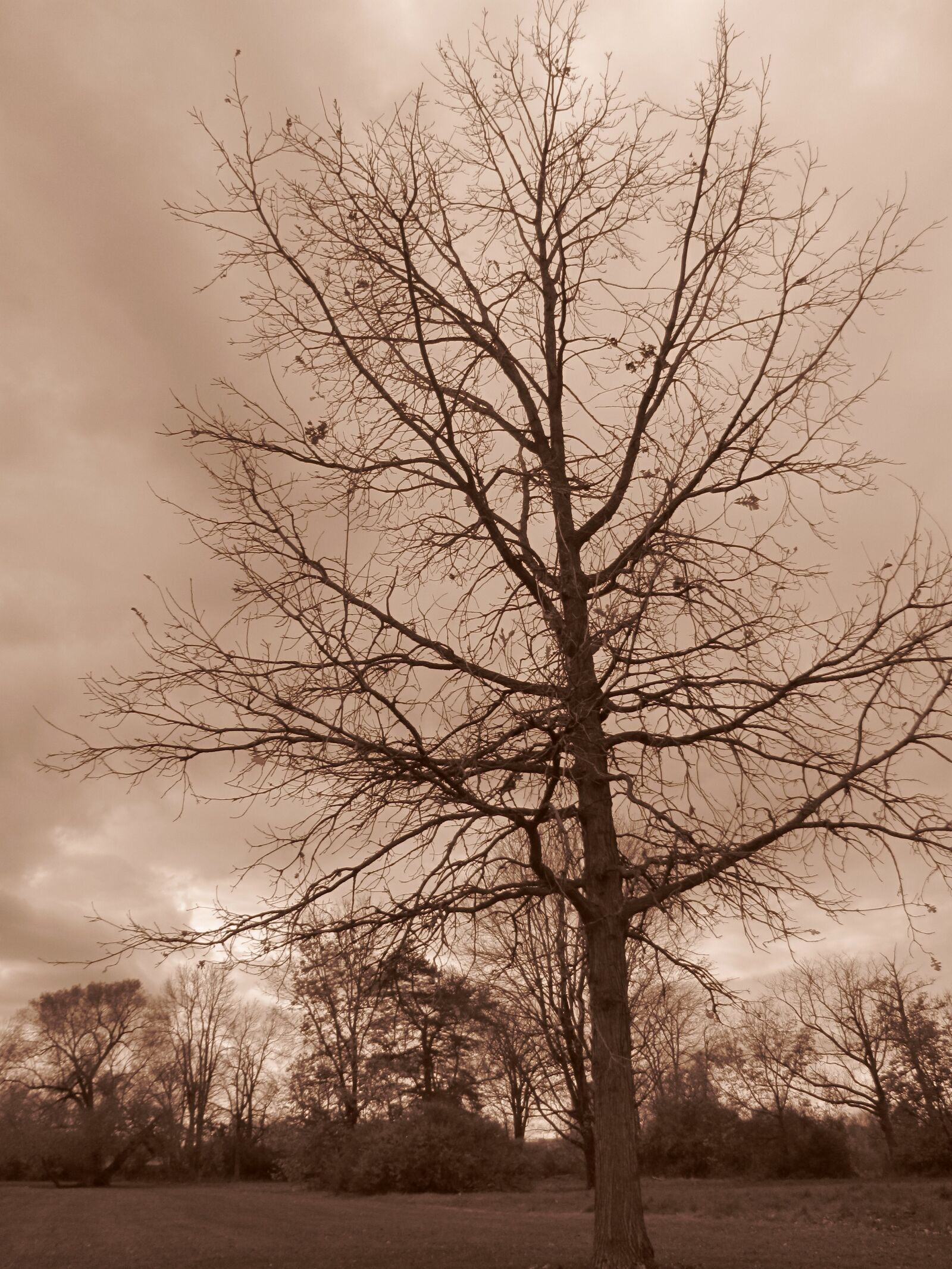 Canon PowerShot SX120 IS sample photo. Tree, nature, park photography