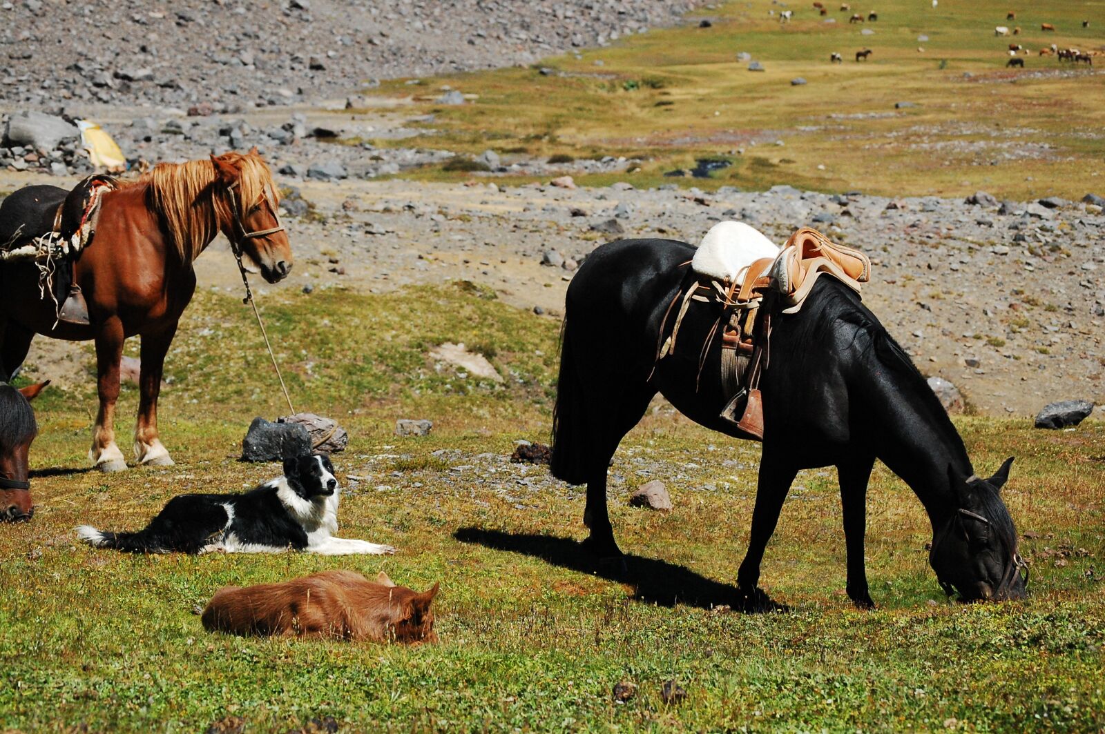 Nikon D40 sample photo. Horse, dog, field photography