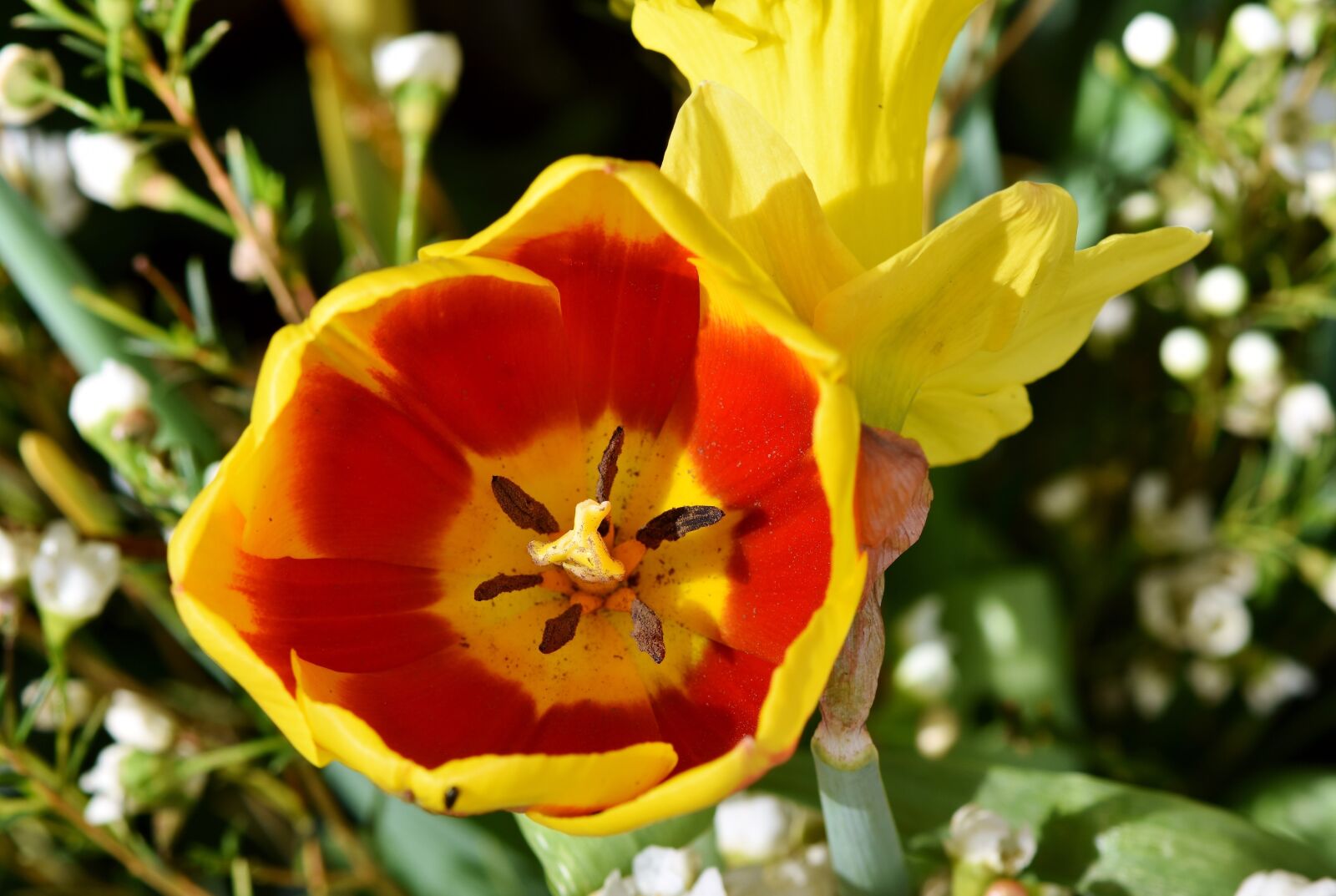 Nikon D7200 sample photo. Tulip, schnittblume, spring flowers photography