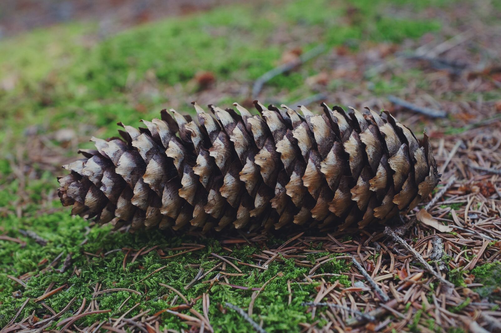 Sony SLT-A57 + Sony DT 16-50mm F2.8 SSM sample photo. Pine cone, forest, nature photography