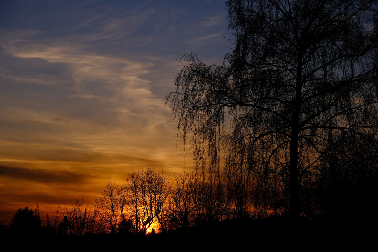 Fujifilm X-T3 sample photo. Birch, sunset, sun photography