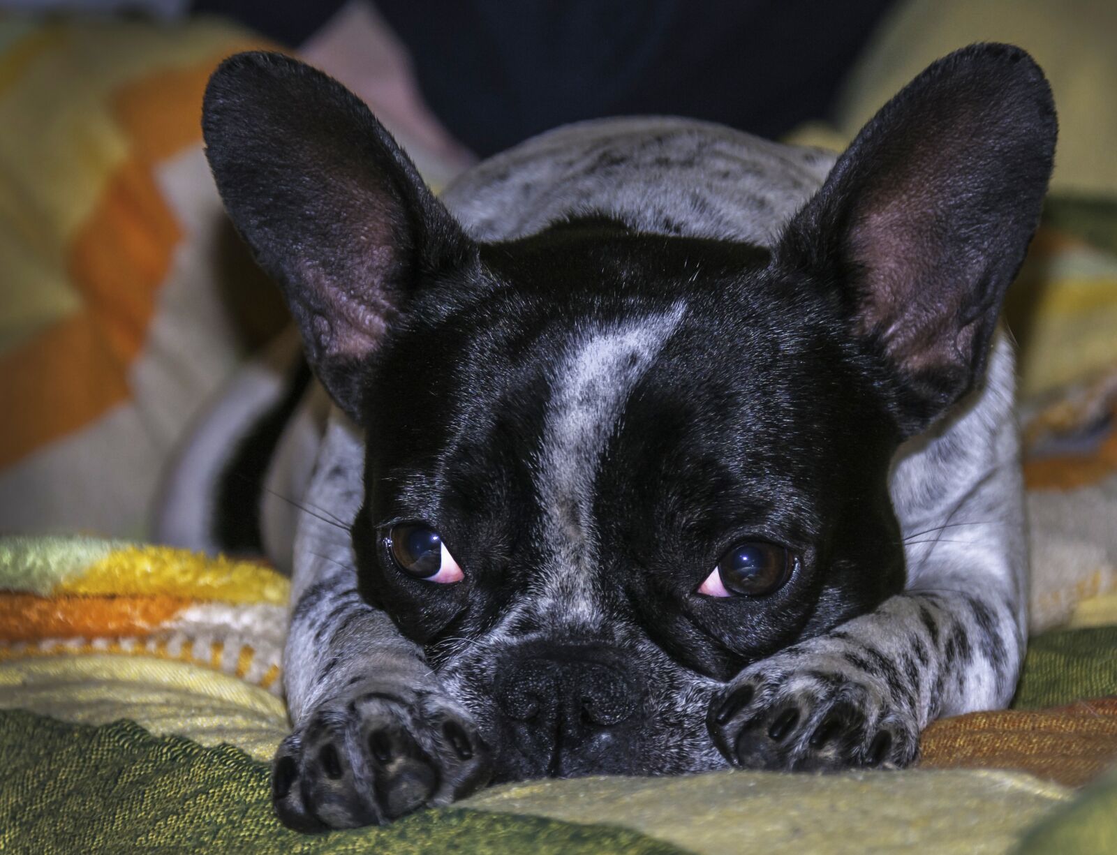 Nikon D300 sample photo. Dog, pet, animals photography