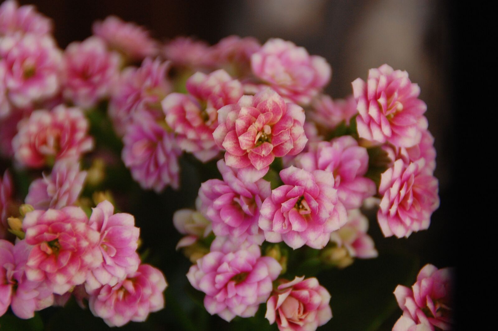 Nikon D40 sample photo. Flowers, calanchoe, plant photography
