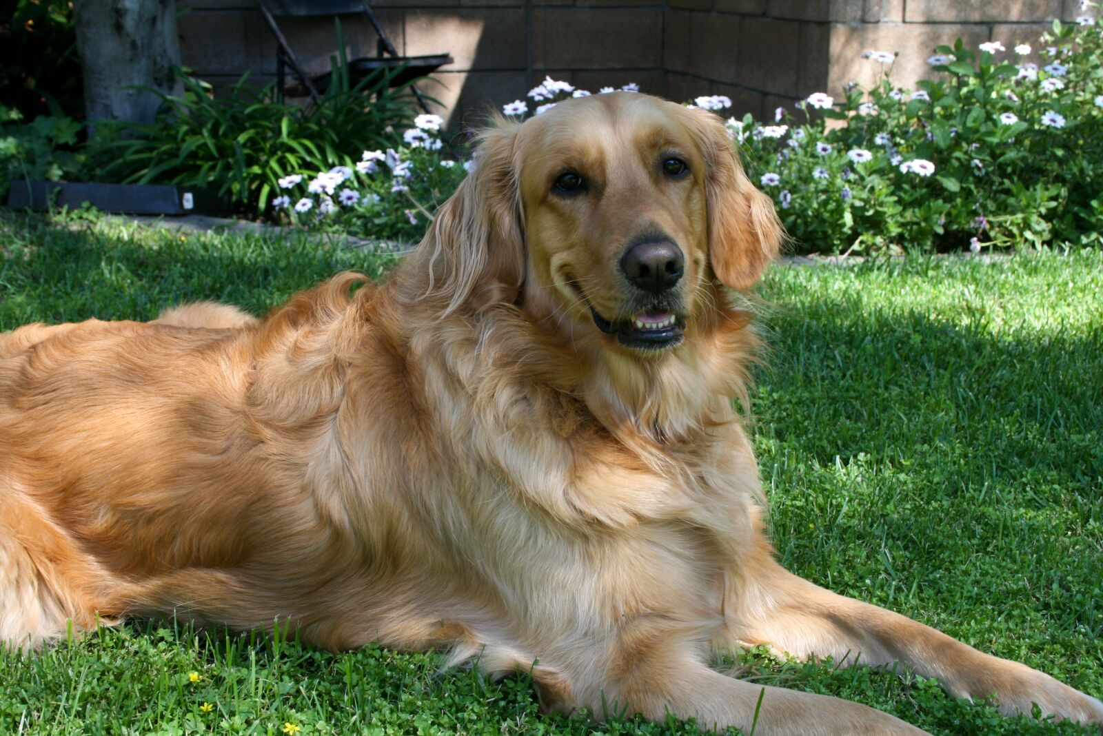 Canon EOS 400D (EOS Digital Rebel XTi / EOS Kiss Digital X) sample photo. Dog, golden retriever, pet photography