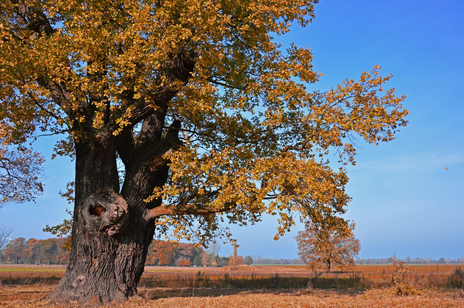 Nikon D3200 sample photo. Oak, tree, deciduous tree photography
