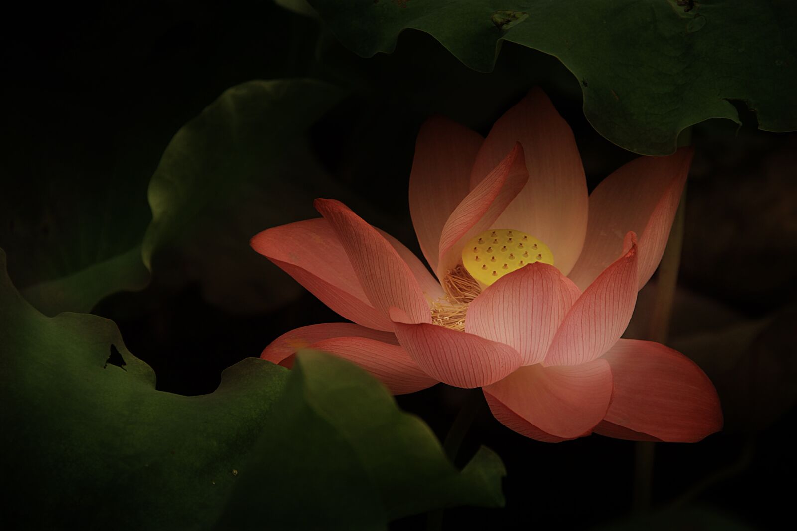 Canon EF-S 18-135mm F3.5-5.6 IS sample photo. Lotus, classical, gentle photography