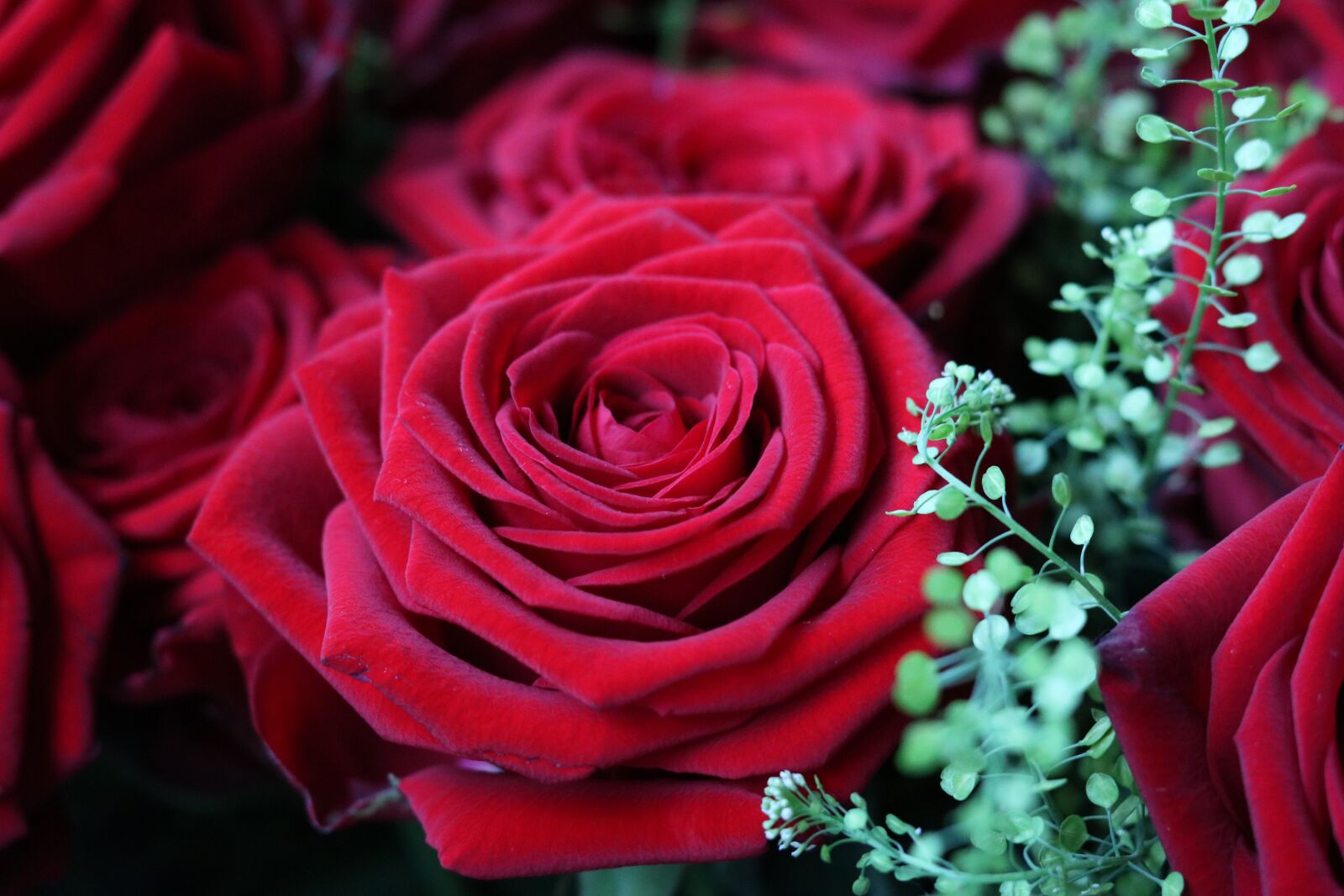 Canon EOS 750D (EOS Rebel T6i / EOS Kiss X8i) sample photo. Rose, red, blossom photography