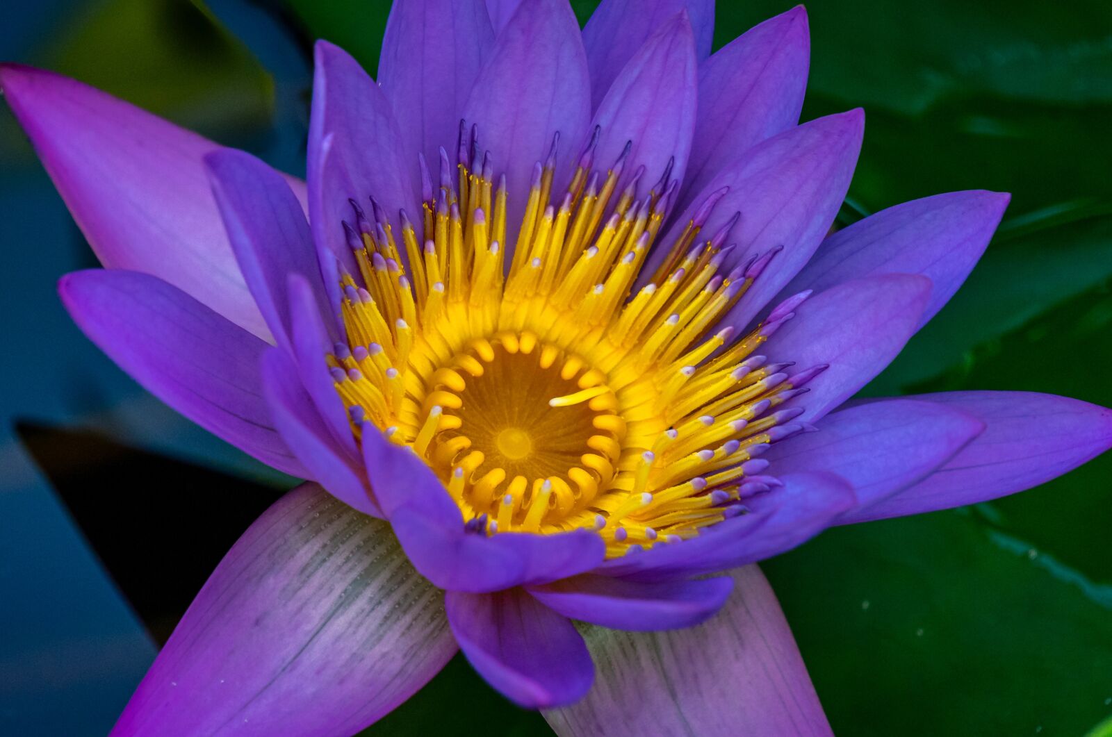 Sony a7 II + Sony E 55-210mm F4.5-6.3 OSS sample photo. Water lily, blossom, bloom photography