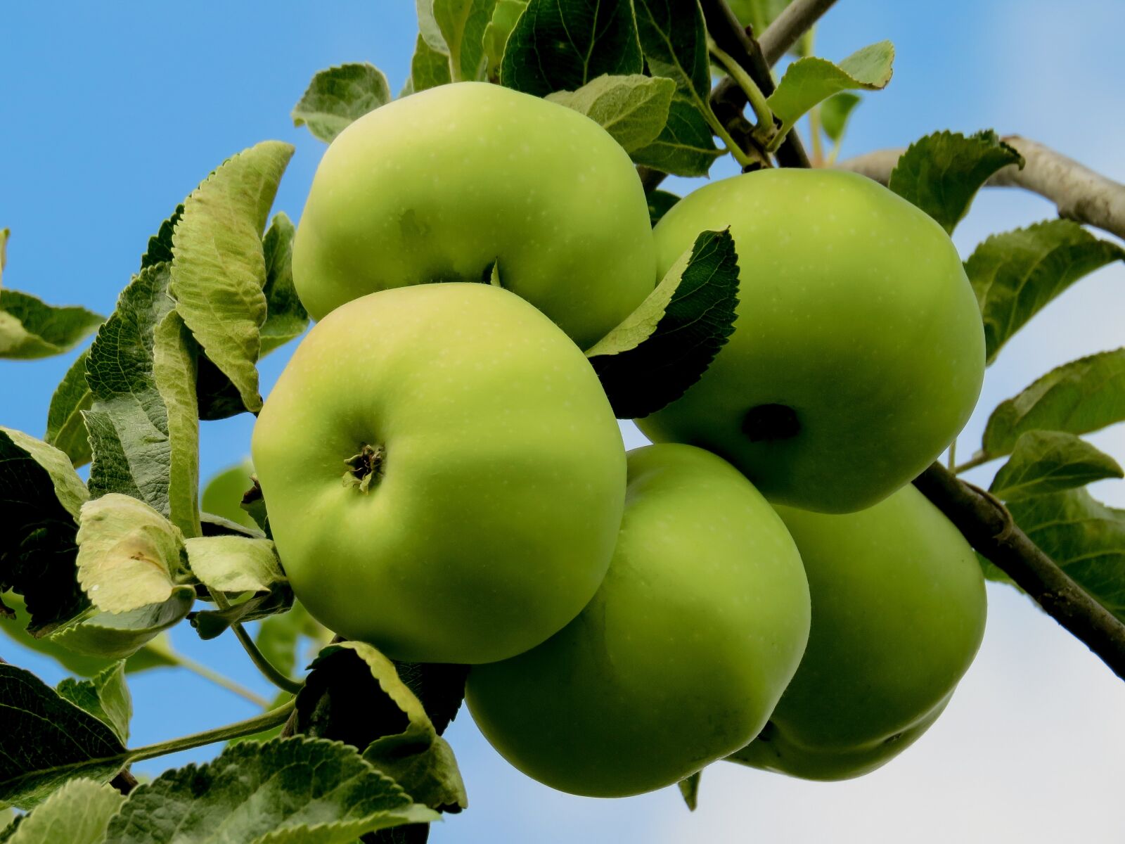 Canon PowerShot SX50 HS sample photo. Eat, food, fruit photography
