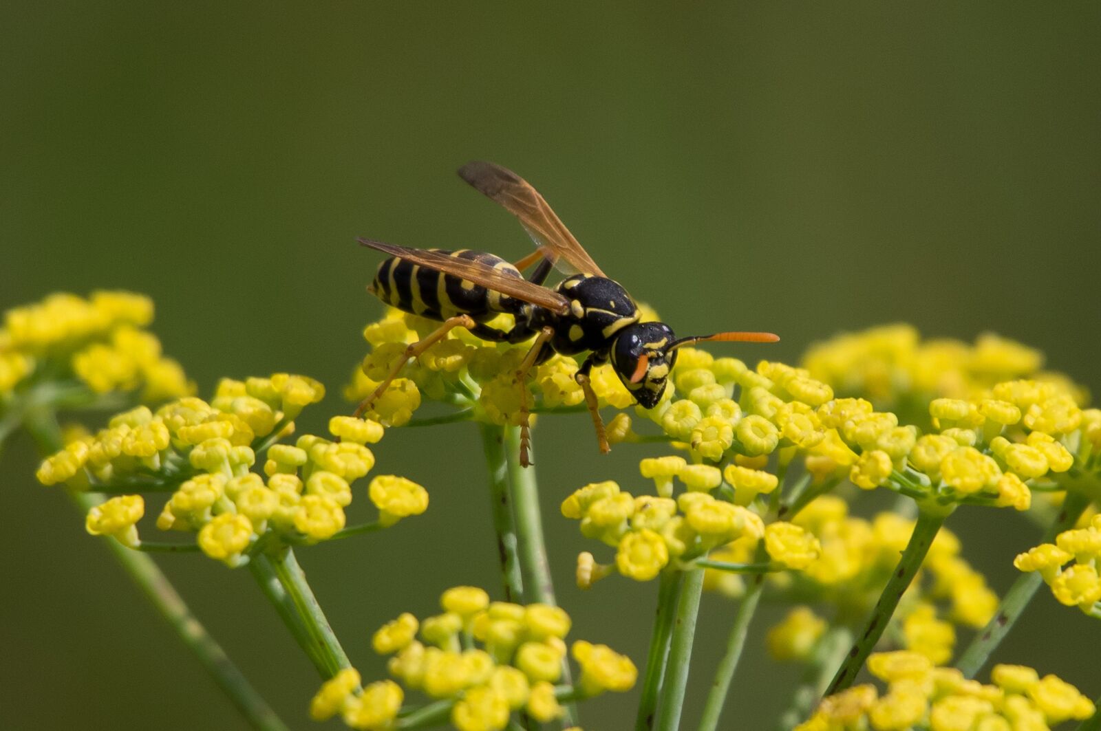 Pentax K-3 sample photo. Nature, wasp, insect photography
