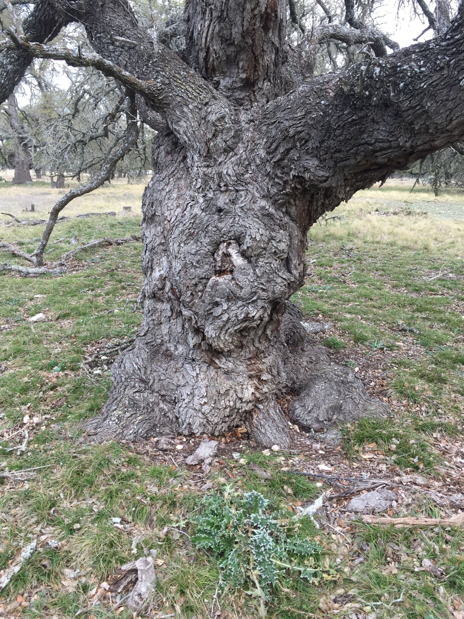 iPhone 6 back camera 4.15mm f/2.2 sample photo. Burl, oak, tree photography