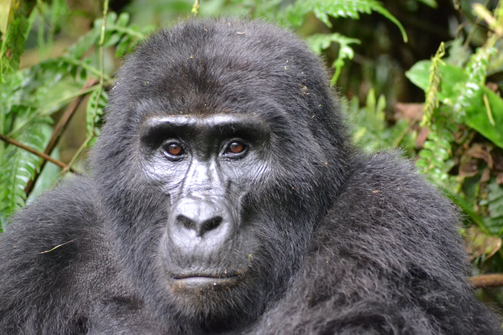 Nikon D3100 sample photo. Gorilla, mountain gorilla, bwindi photography
