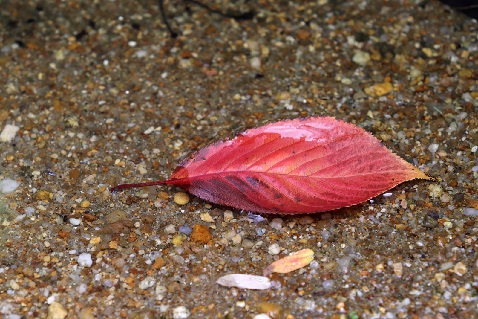 Canon EF 70-200mm F2.8L USM sample photo. The leaves, leaves, deciduous photography