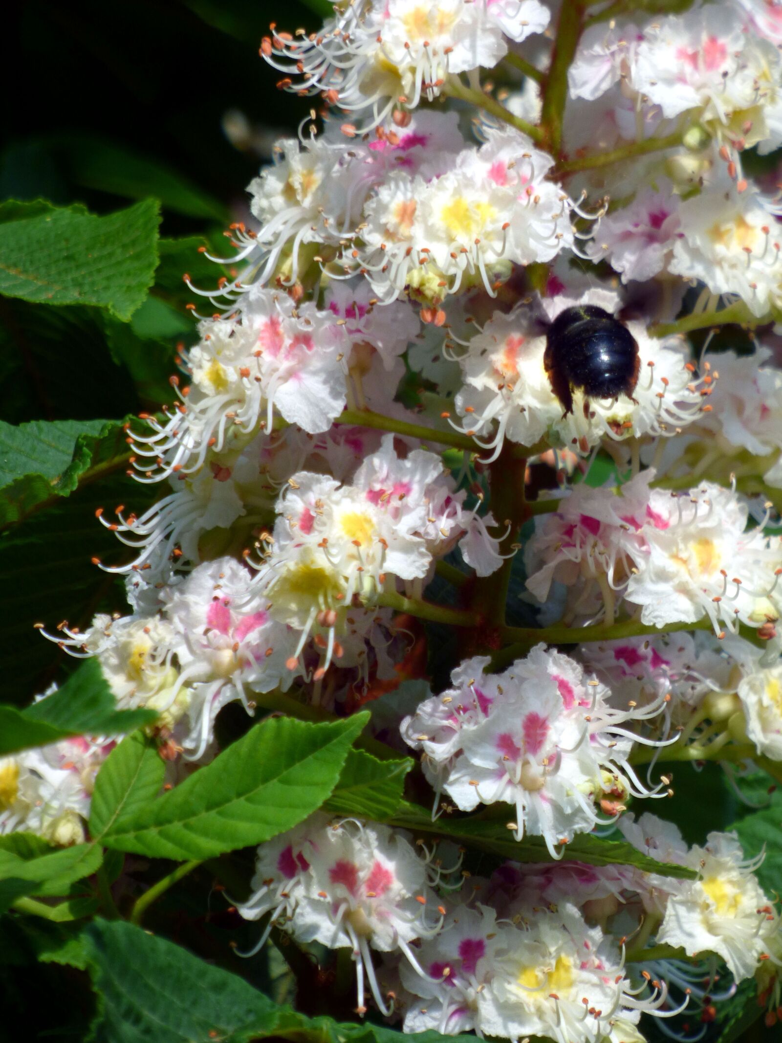 Panasonic DMC-FZ72 sample photo. Flowers, horse chestnut, leaves photography