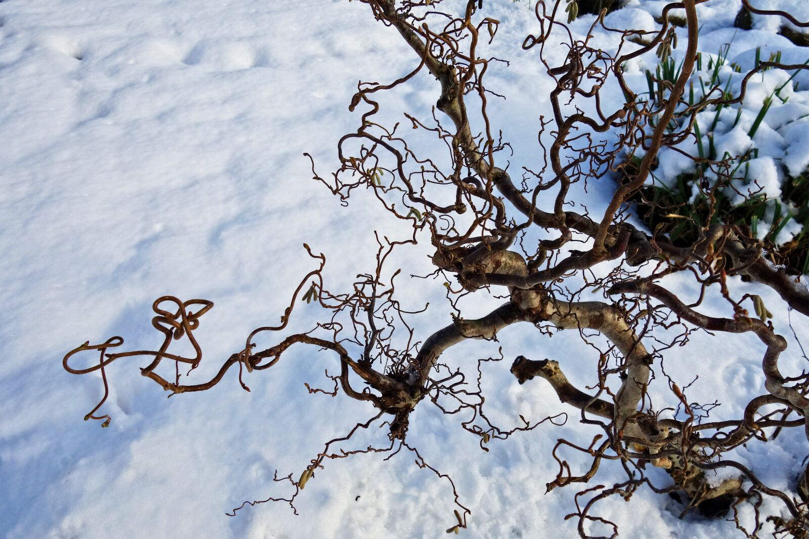 Sony Cyber-shot DSC-RX100 sample photo. Corkscrew willow, willow, tree photography