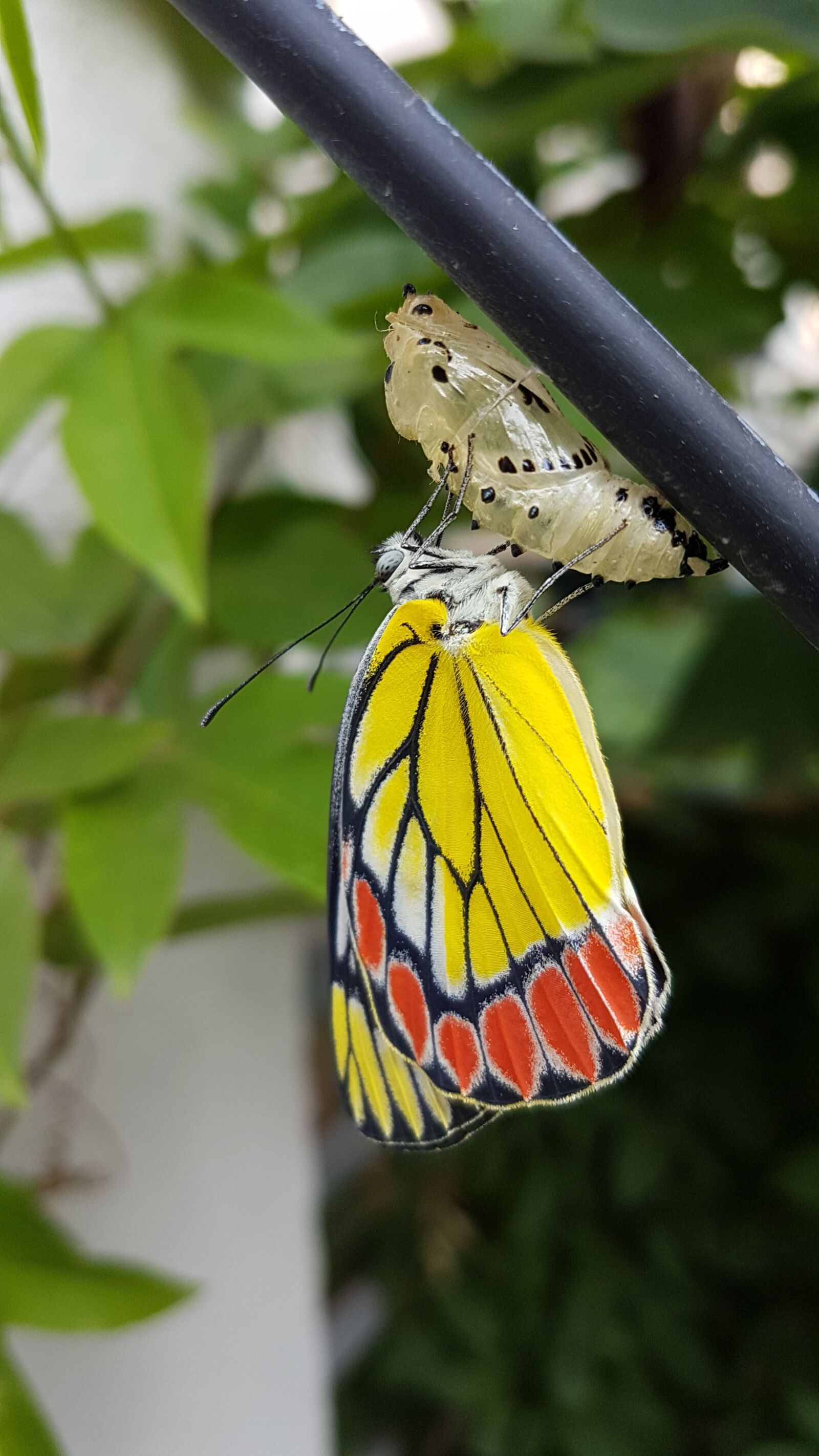 Samsung Galaxy S7 Edge sample photo. Pupa, cocoon, butterfly photography