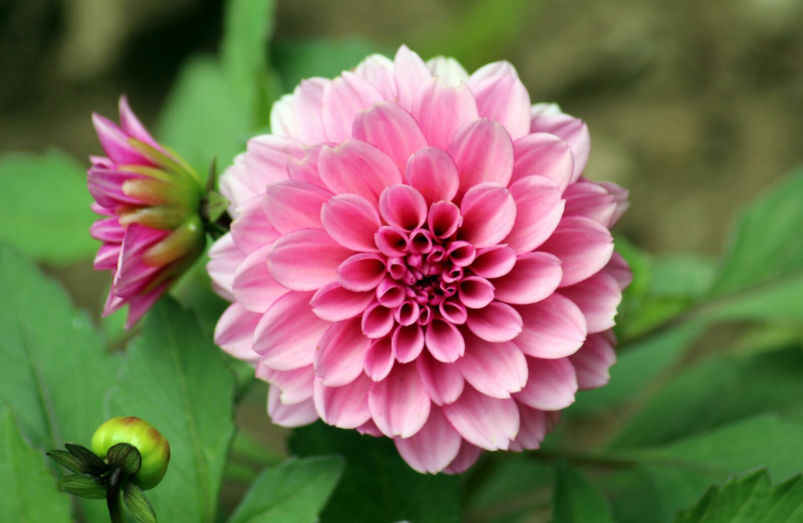 Canon EOS 1200D (EOS Rebel T5 / EOS Kiss X70 / EOS Hi) sample photo. Dalia, flower, pink photography